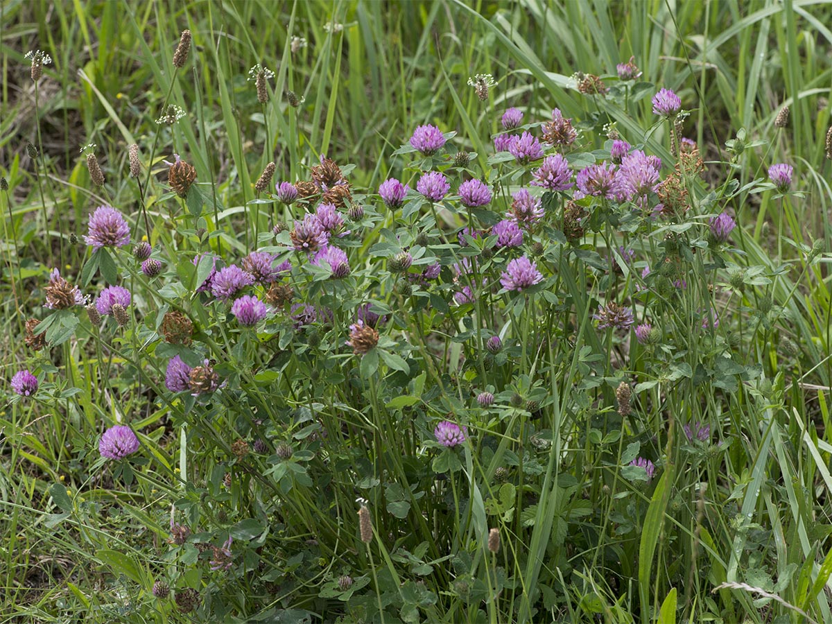 Trifolium pratense